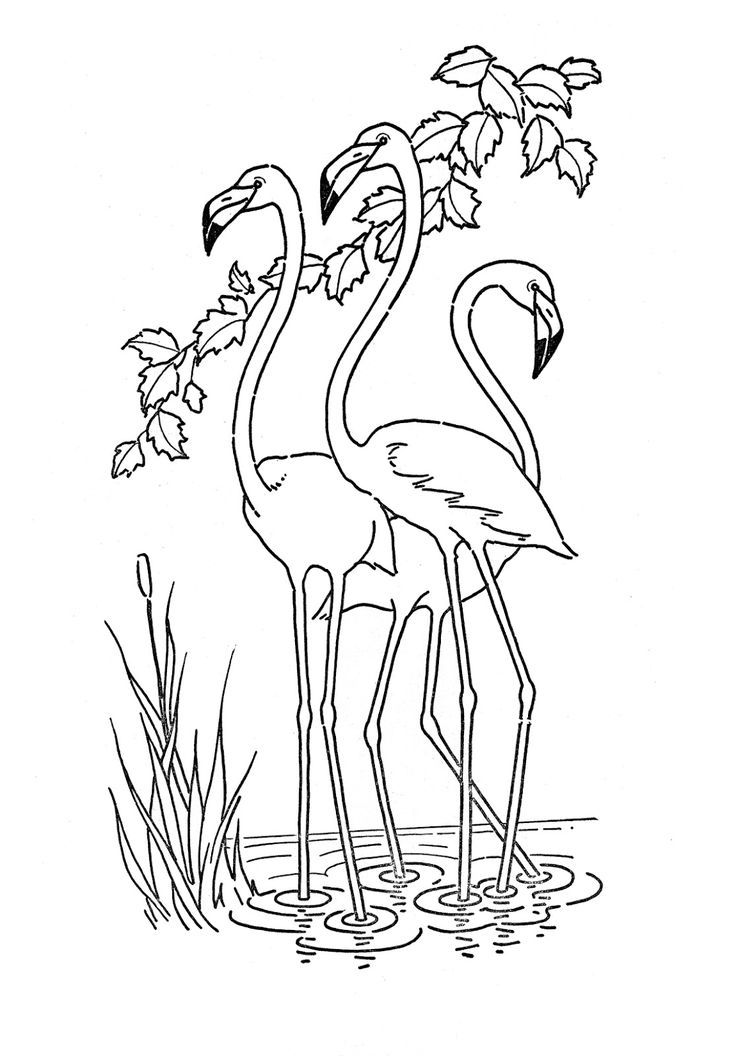 Flamingo Coloring Pages - Best Coloring Pages For Kids