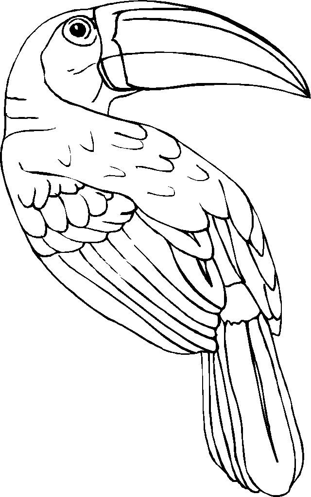 Free Toucan Coloring Pages