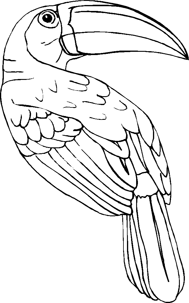 Toucan Coloring Pages - Best Coloring Pages For Kids