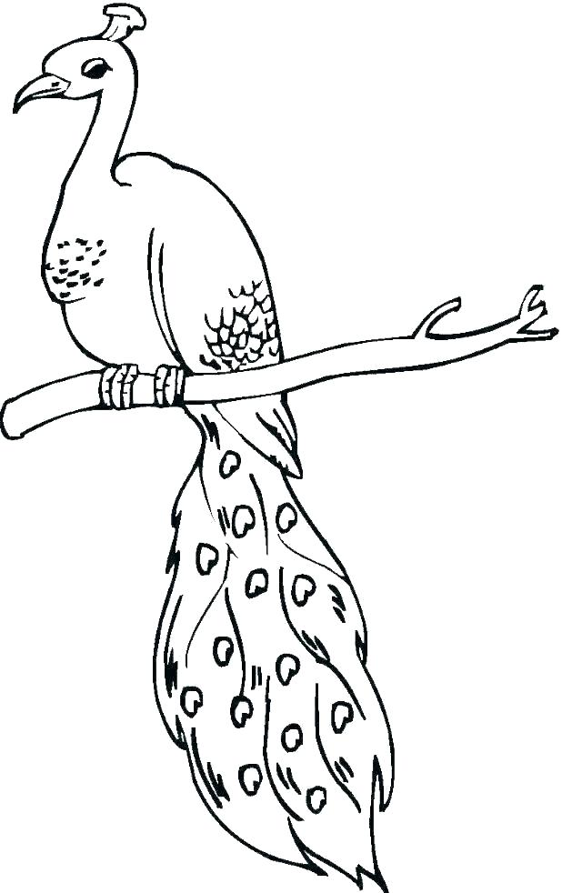 Lineart Peacock To Color