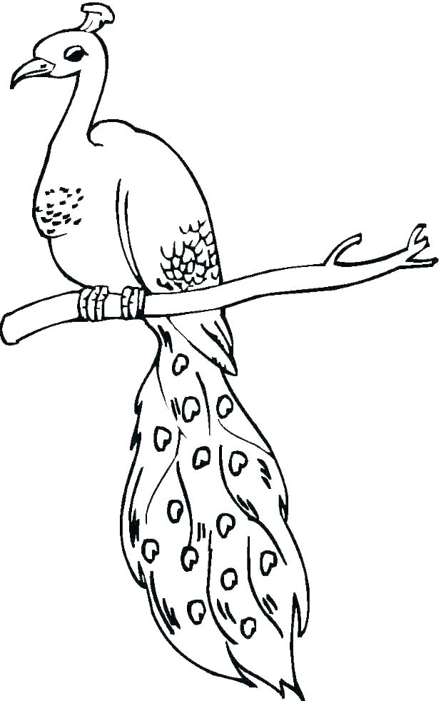 free-printable-peacock-coloring-pages-for-kids