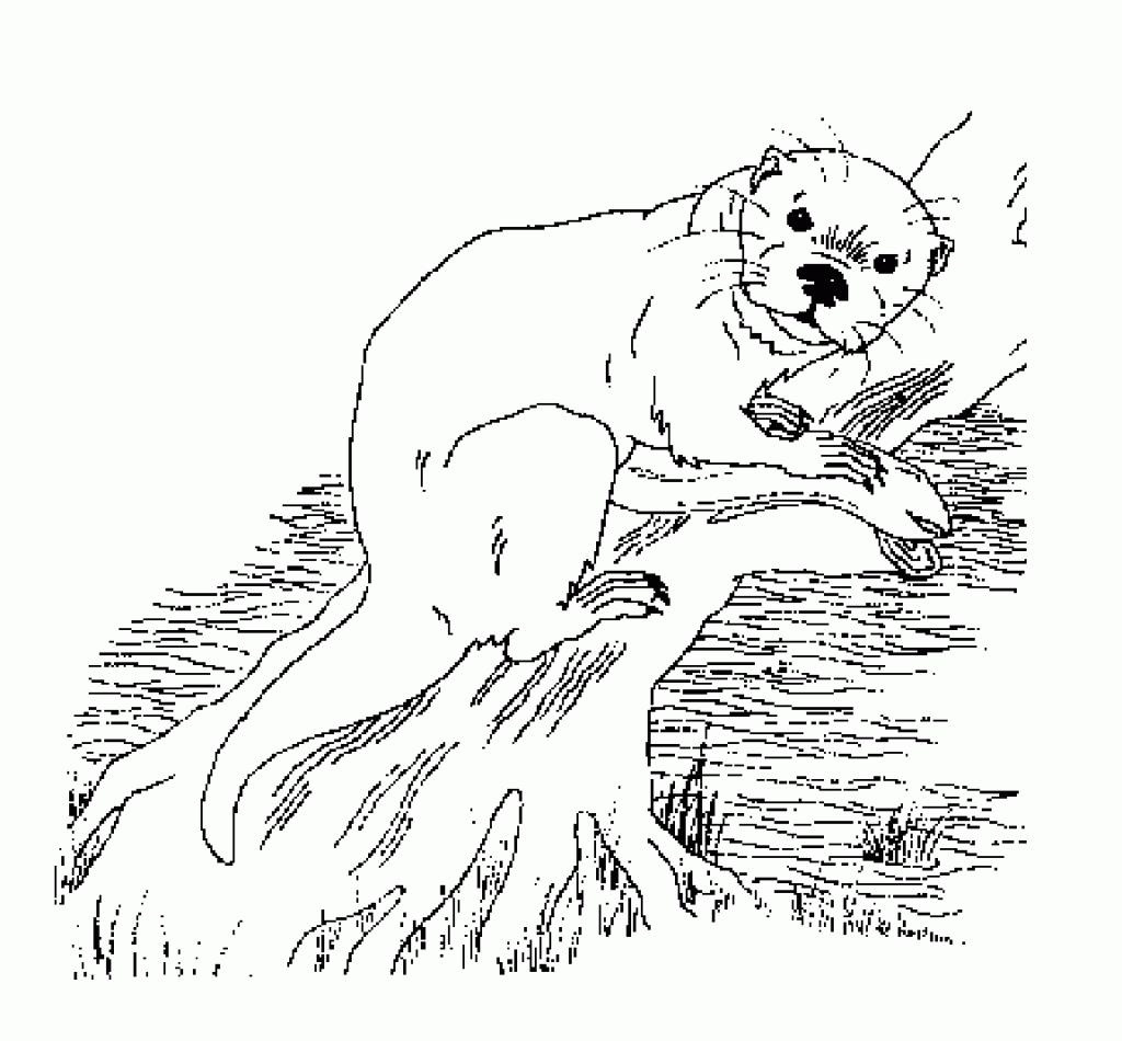 Otter Coloring Page