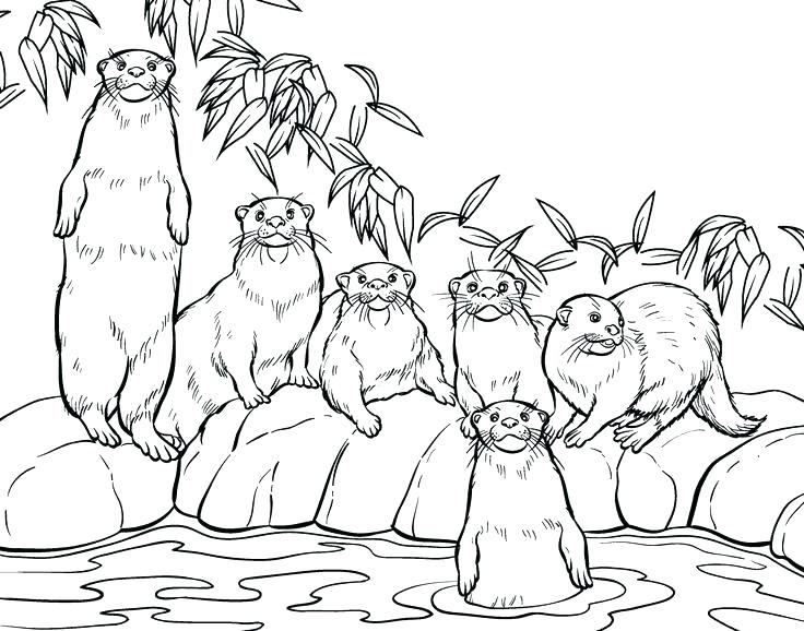 otter coloring pages  best coloring pages for kids