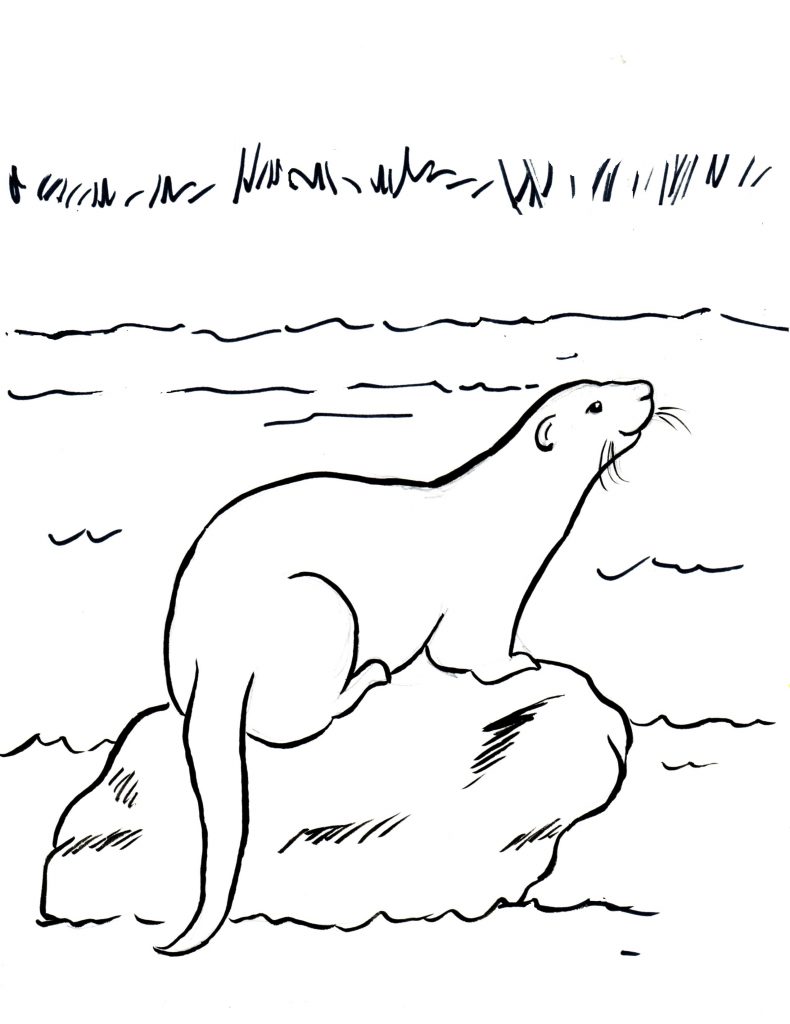 Otter On A Rock Coorng Page