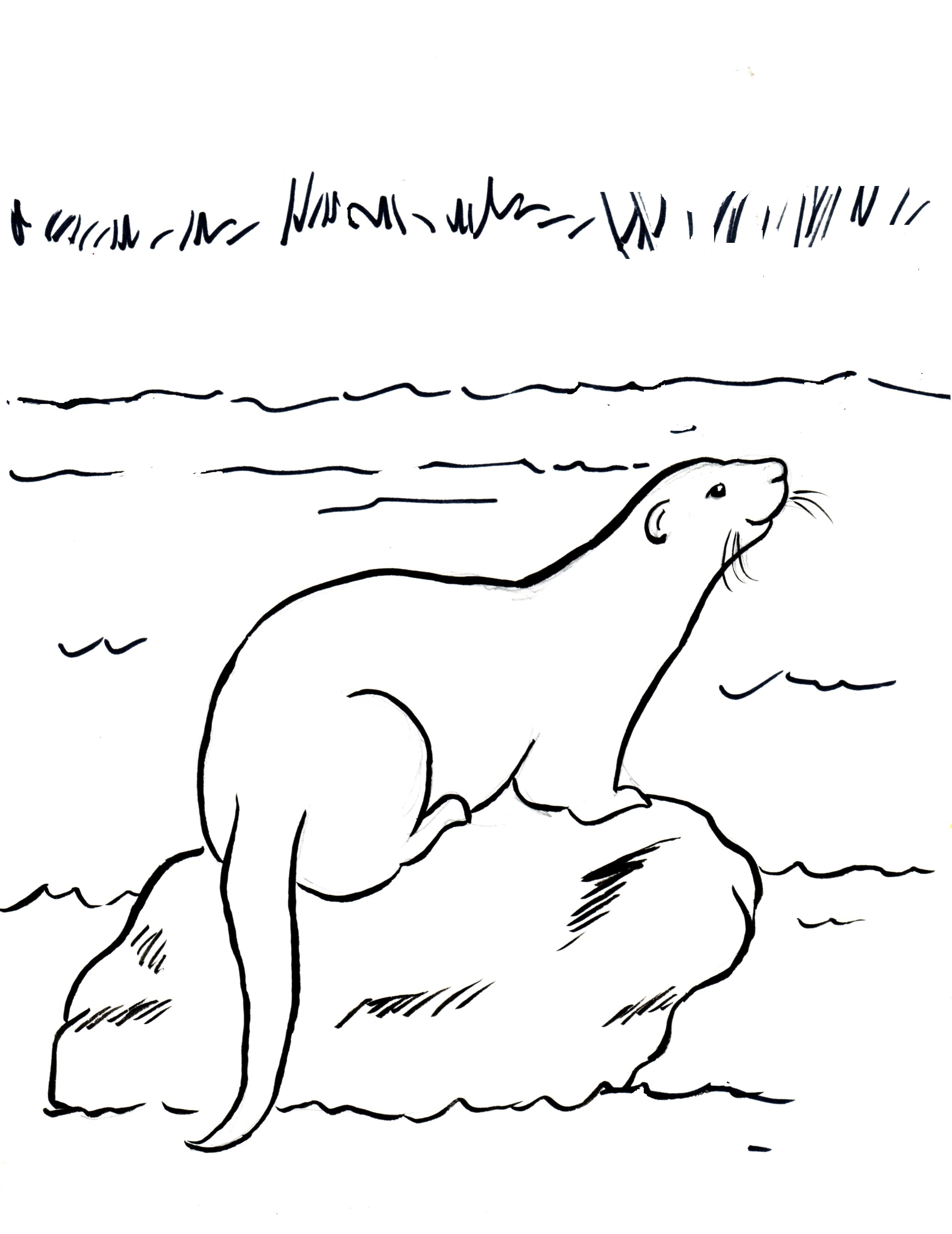 15+ Sea Otter Coloring Page