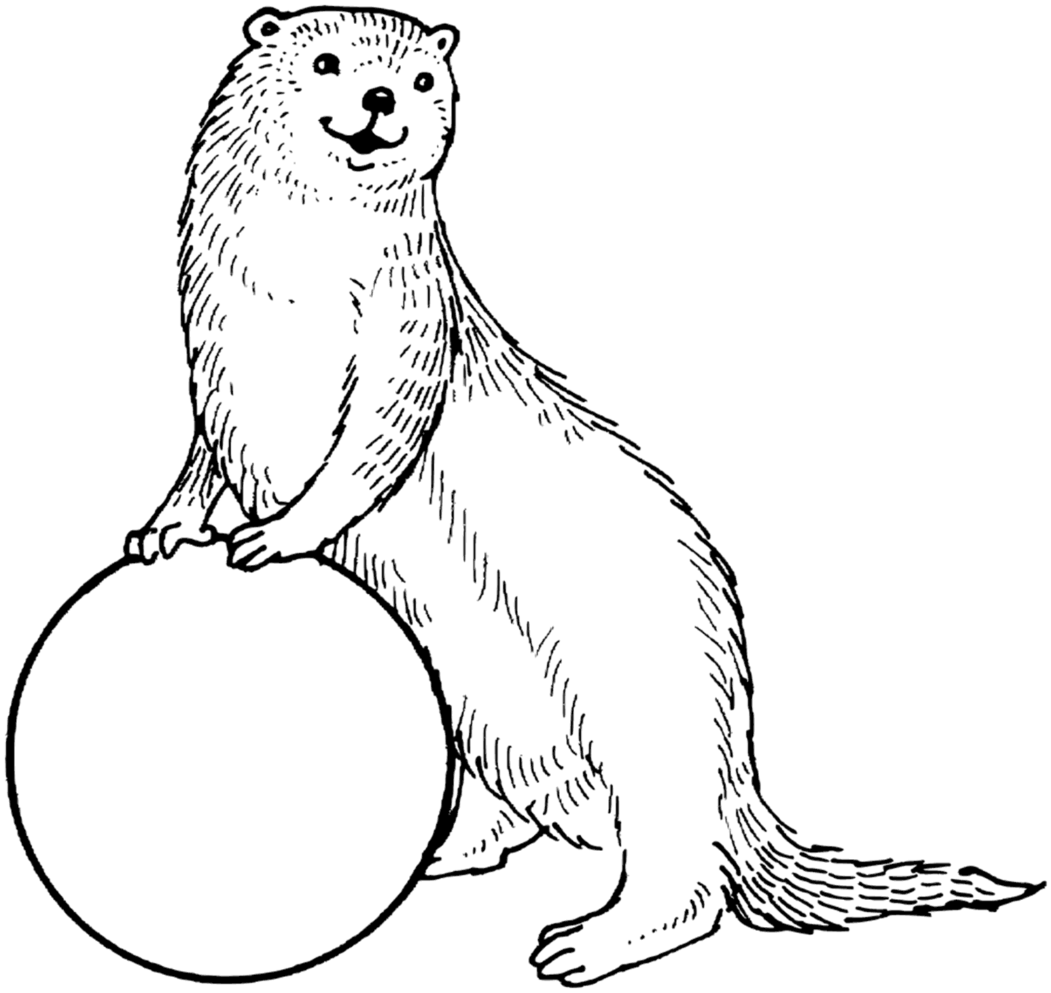 Otter Coloring Pages - Best Coloring Pages For Kids