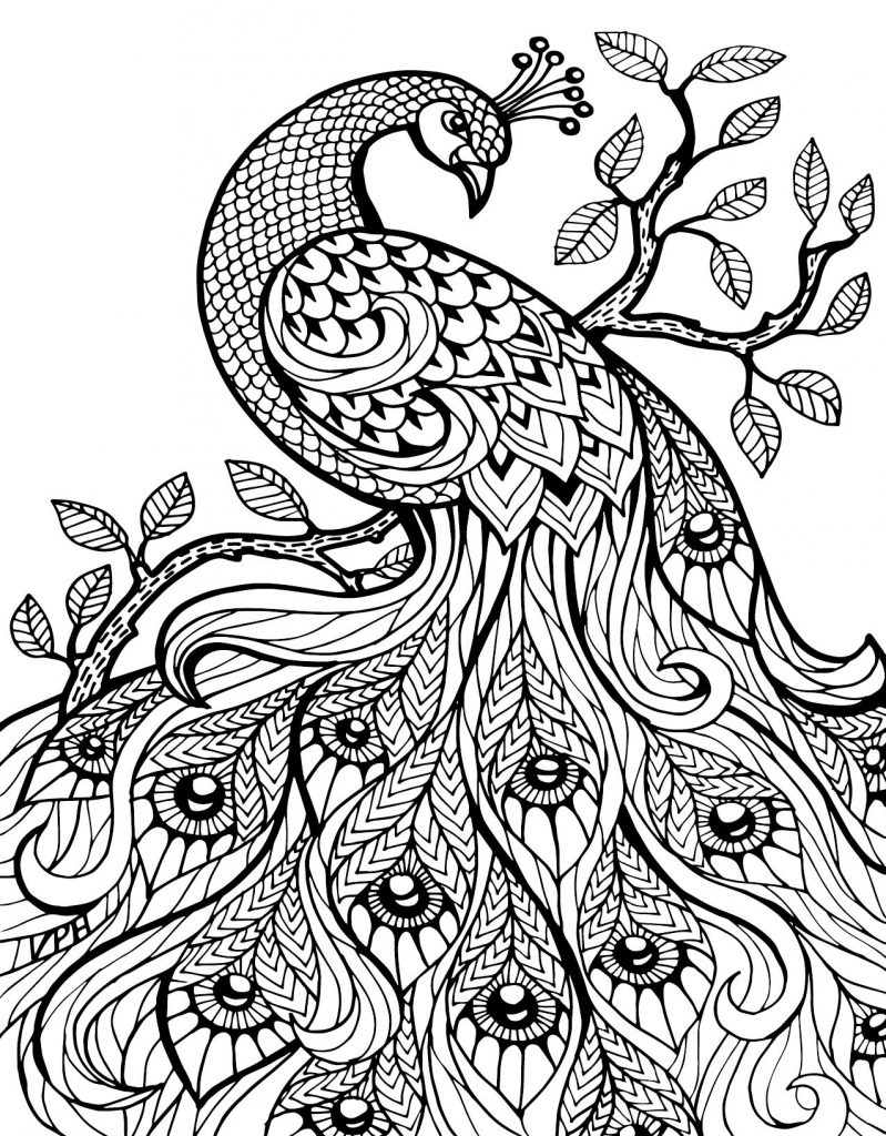 Peacock Coloring Page