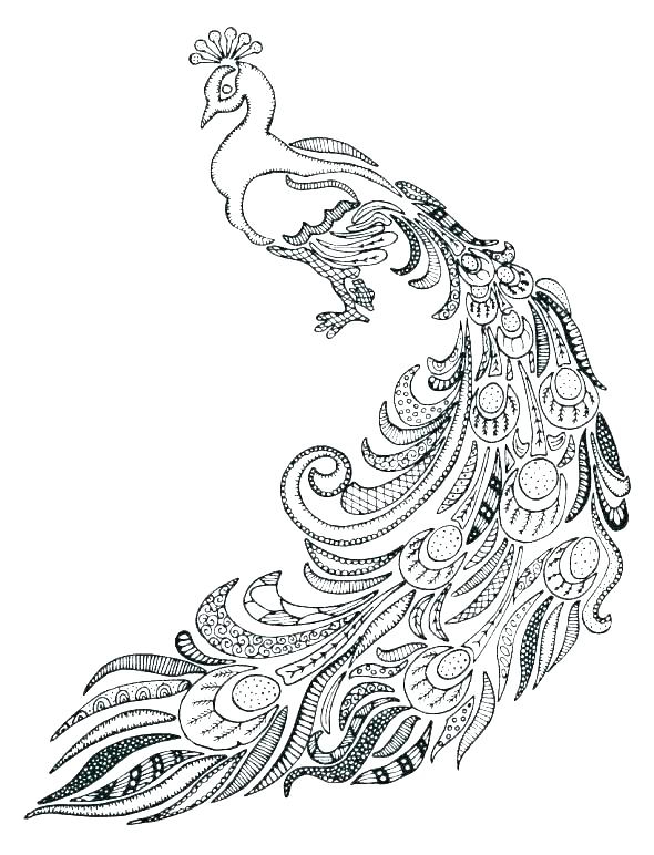 Featured image of post Peacock Colouring Pages I think peacocks are just beautiful their