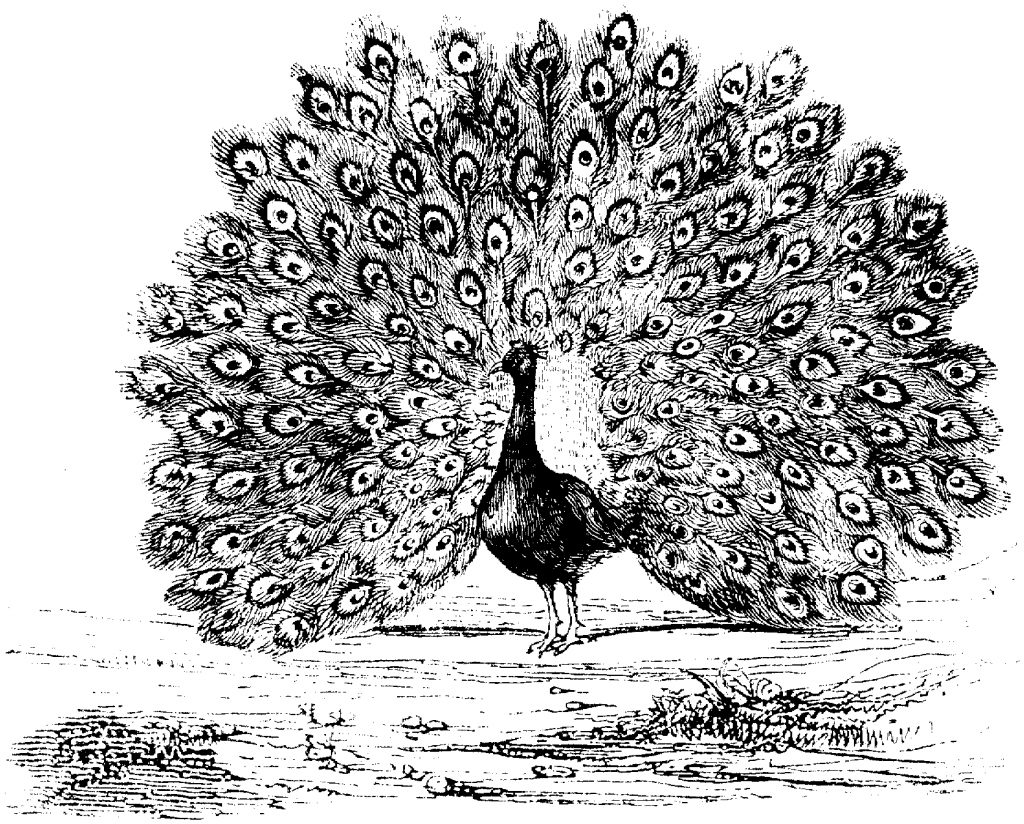 Peacock Coloring Pages