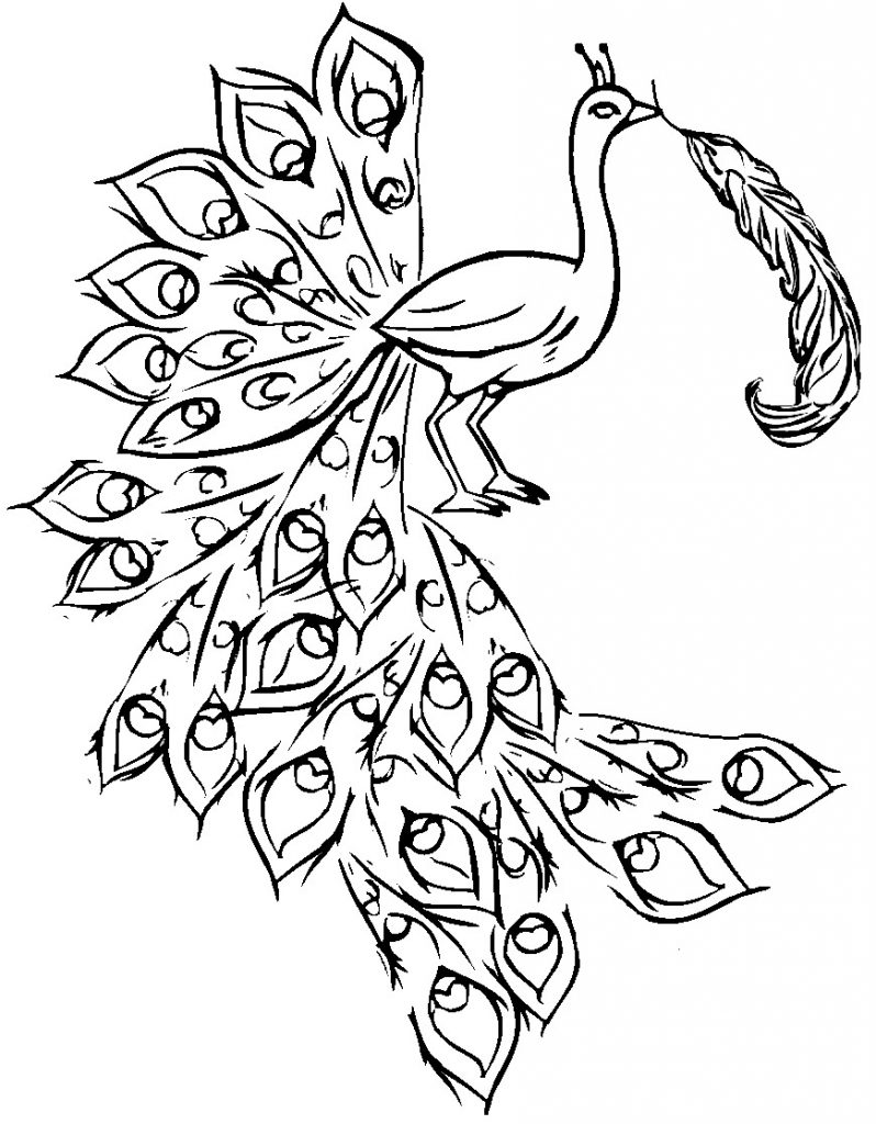 Peacock Coloring Pages To Print