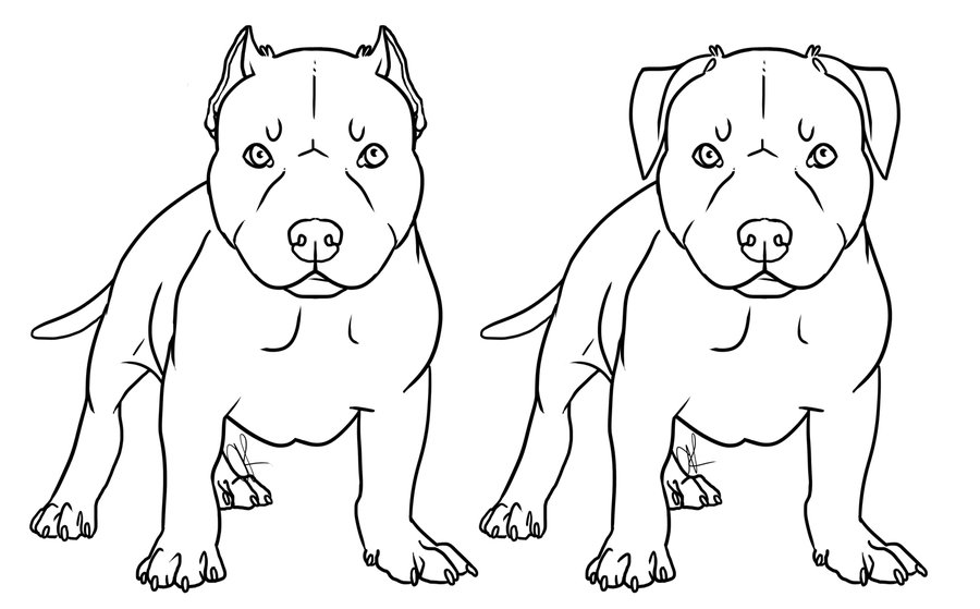 20 Pitbull Coloring Pages KerryannSol