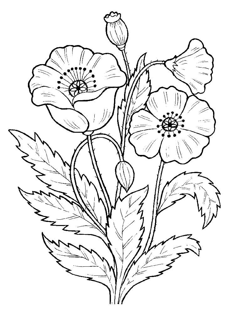 Poppies Coloring Pages - Best Coloring Pages For Kids