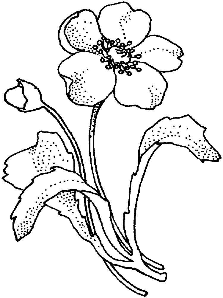 Poppies Printable Coloring Page