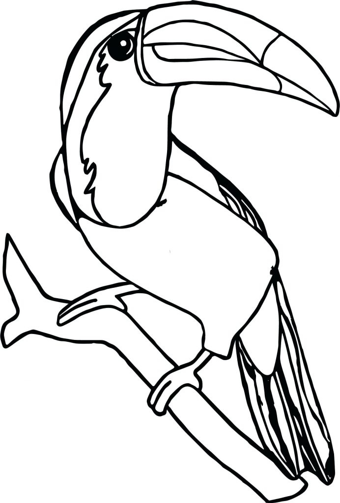 Pretty Toucan Coloring Pages