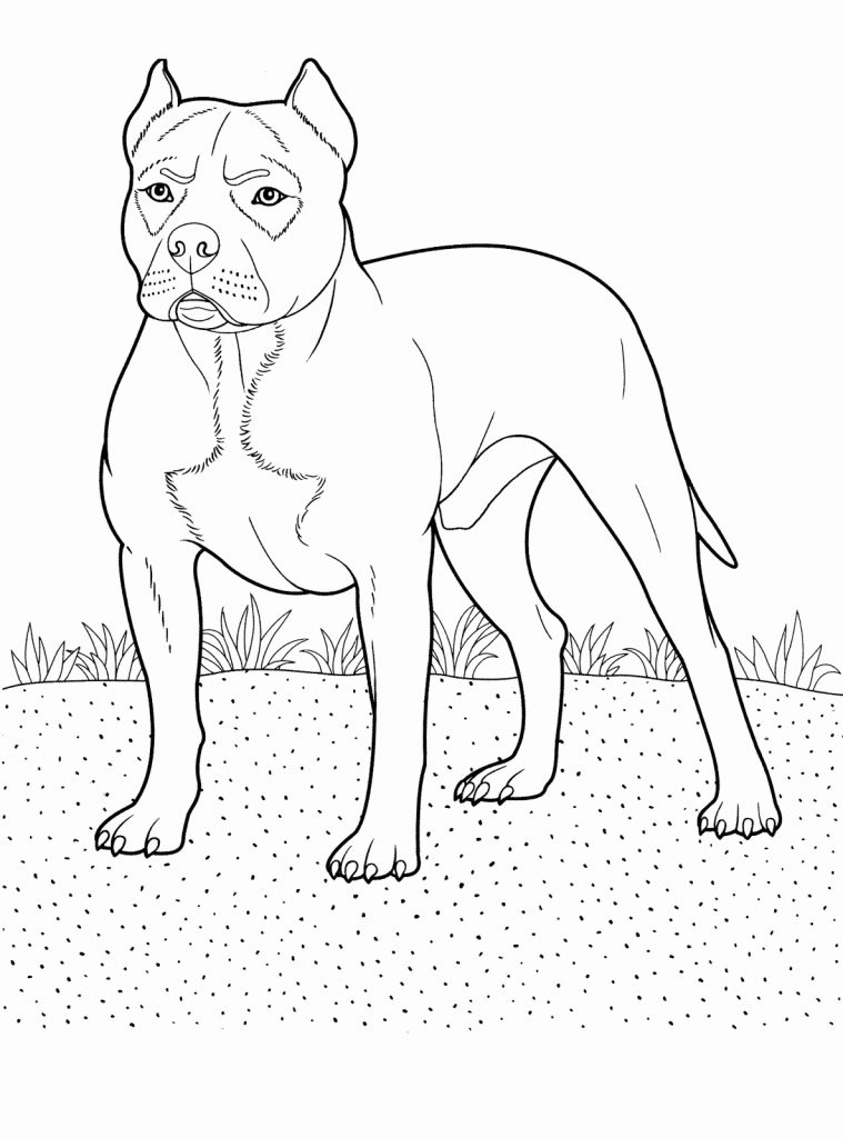 Printable Pitbull Coloring Pages