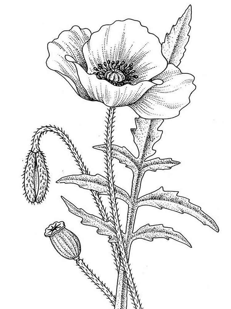 poppies coloring pages best coloring pages for kids