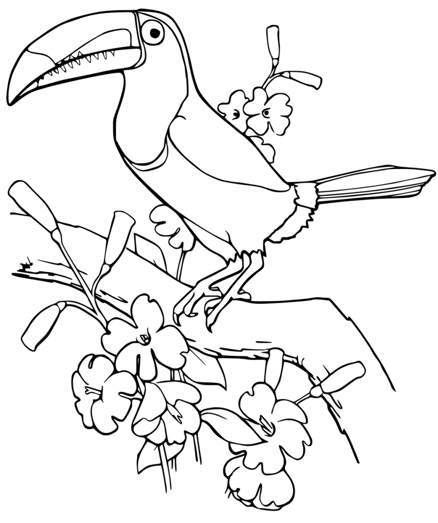 Printable Toucan Coloring Pages