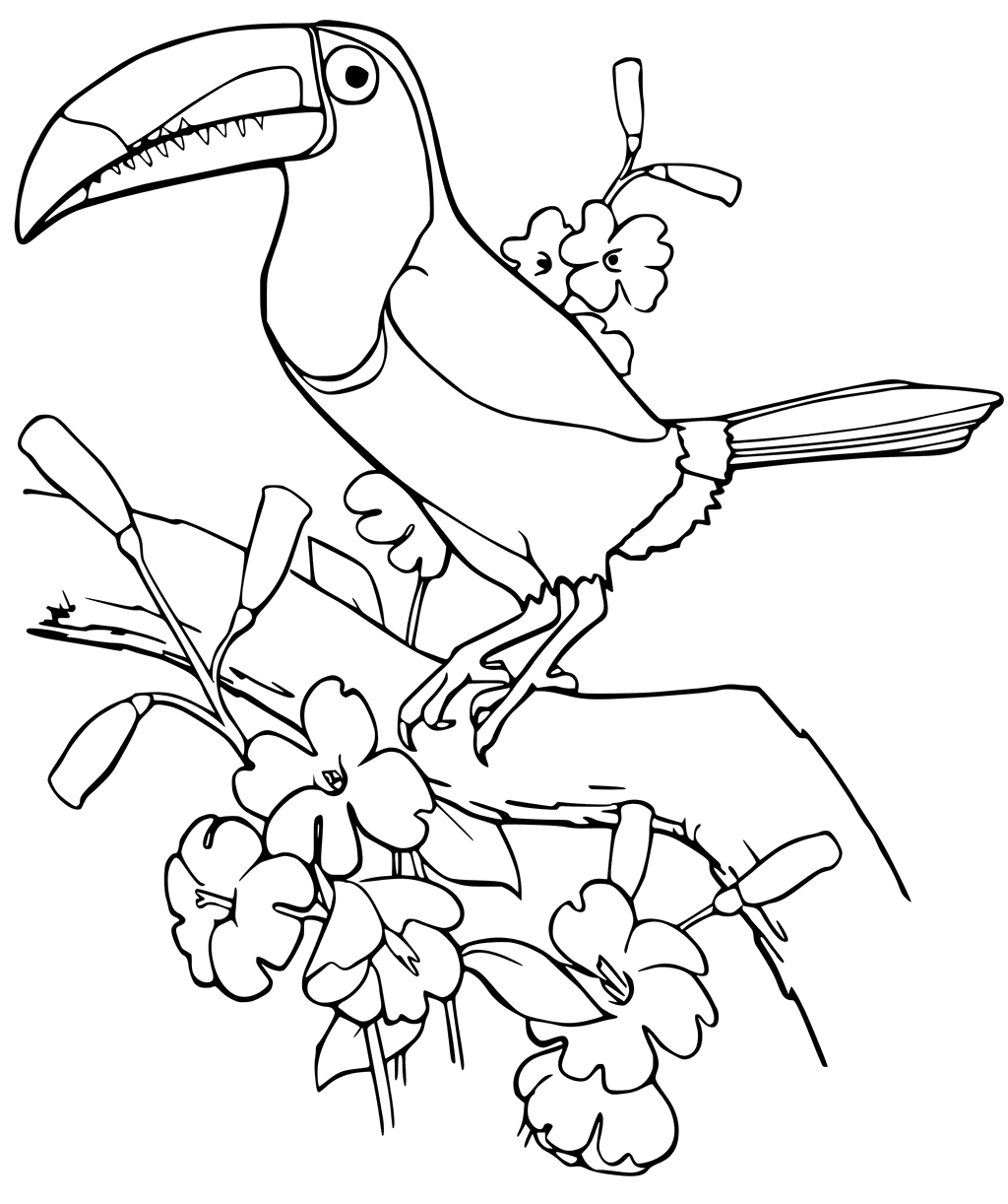 Toucan Coloring Pages - Best Coloring Pages For Kids