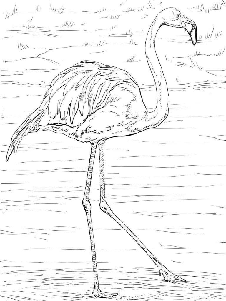 Realistic Flamingo Coloring Pages