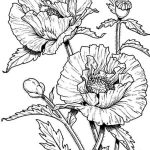 Realistic Poppies Coloring Pages