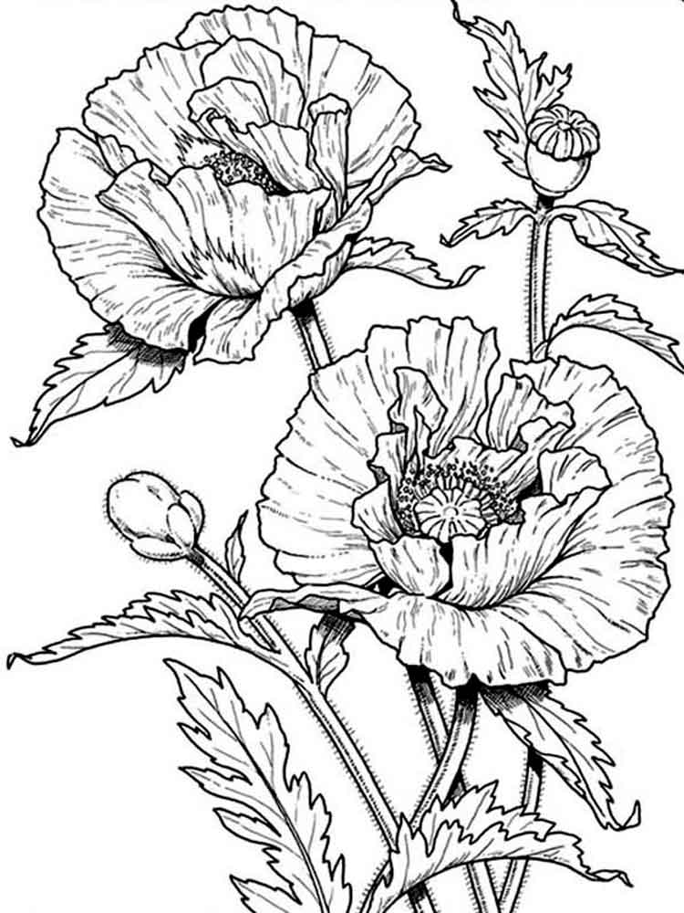 Poppies Coloring Pages - Best Coloring Pages For Kids