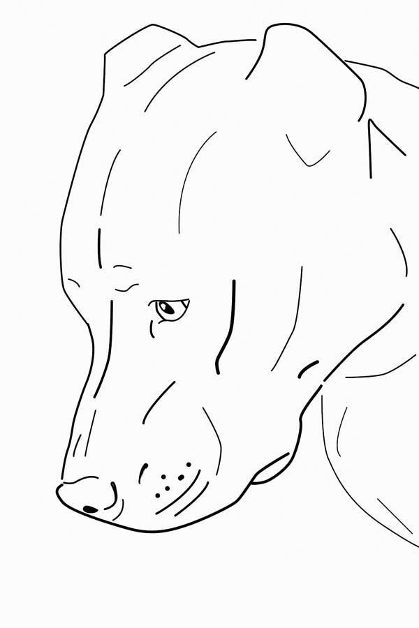 48+ fresh stock Pitbull Coloring Pages Printable : Pitbull Coloring