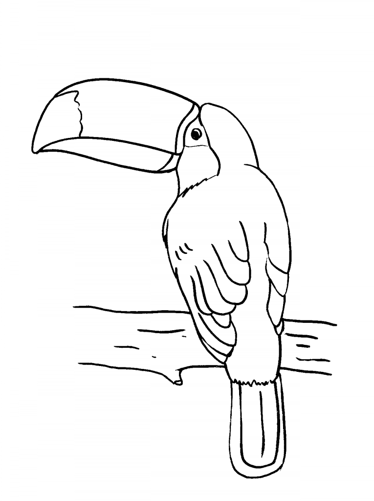 Toucan Bird Coloring Pages