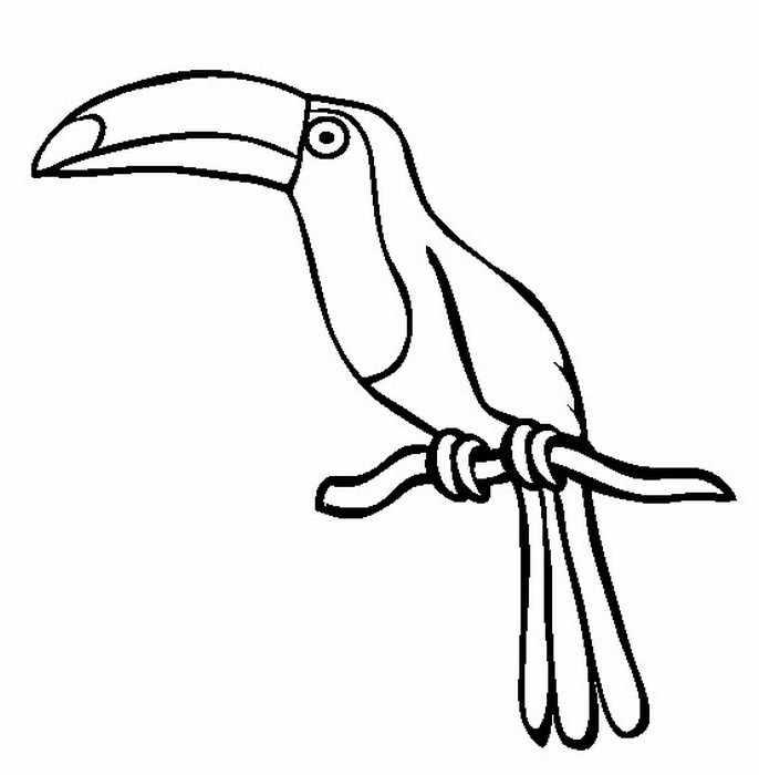 Toucan Coloring Pages Best Coloring Pages For Kids