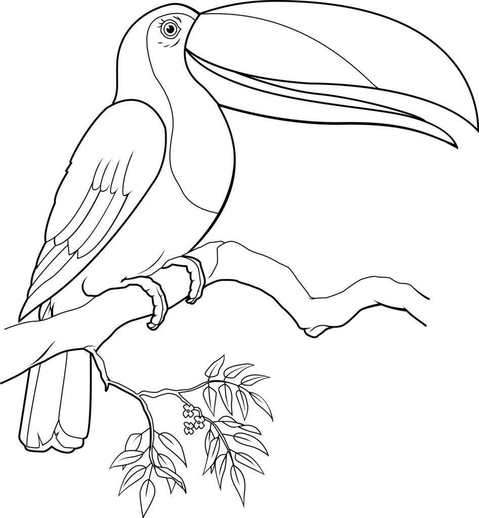 Toucan Coloring Page Printables