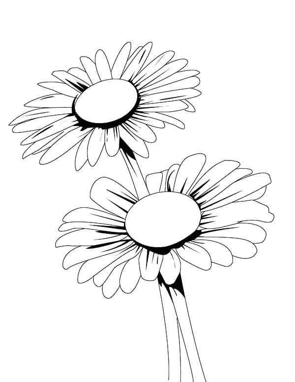 Daisy Coloring Pages - Best Coloring Pages For Kids