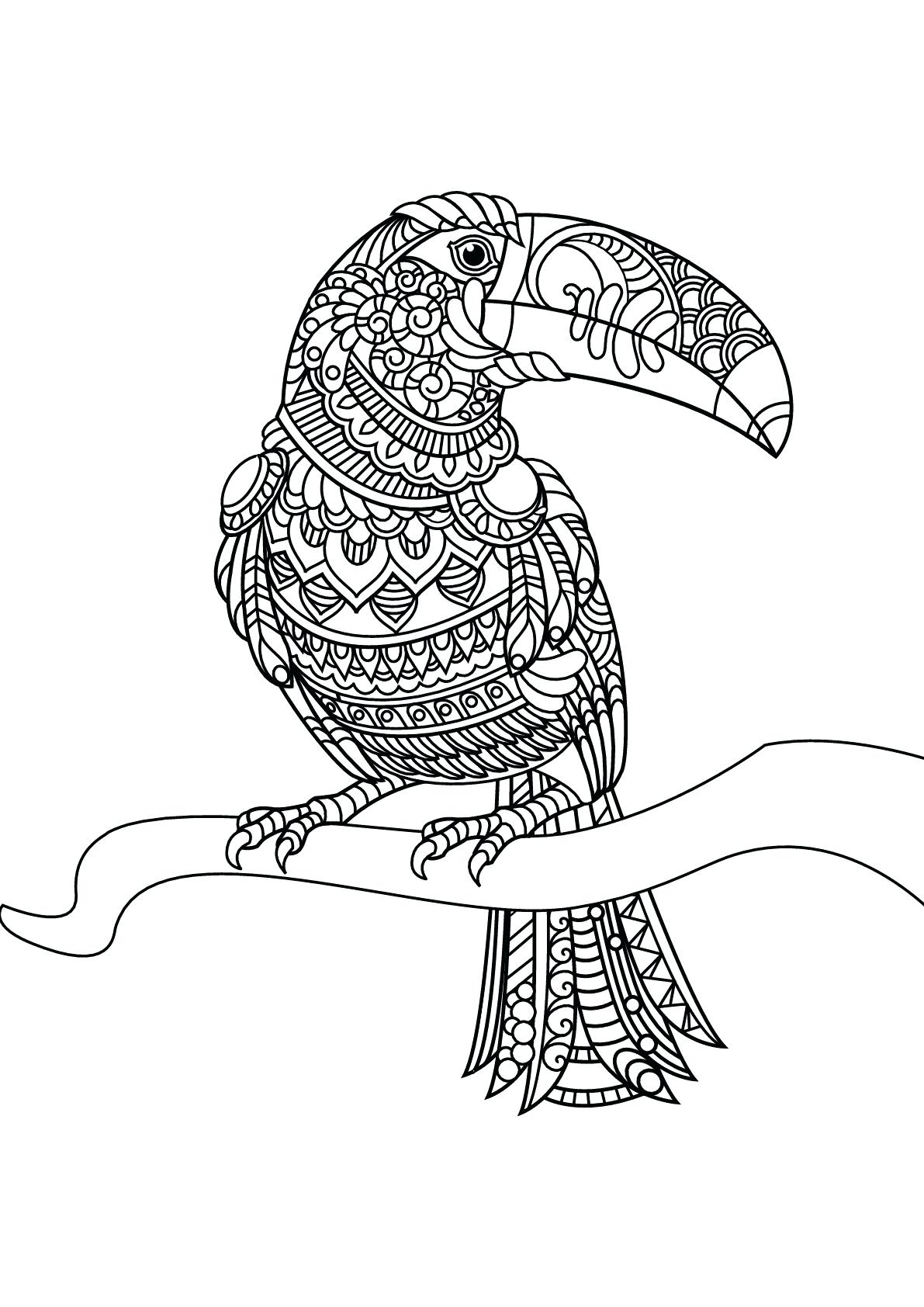 Toucan Coloring Pages Best Coloring Pages For Kids