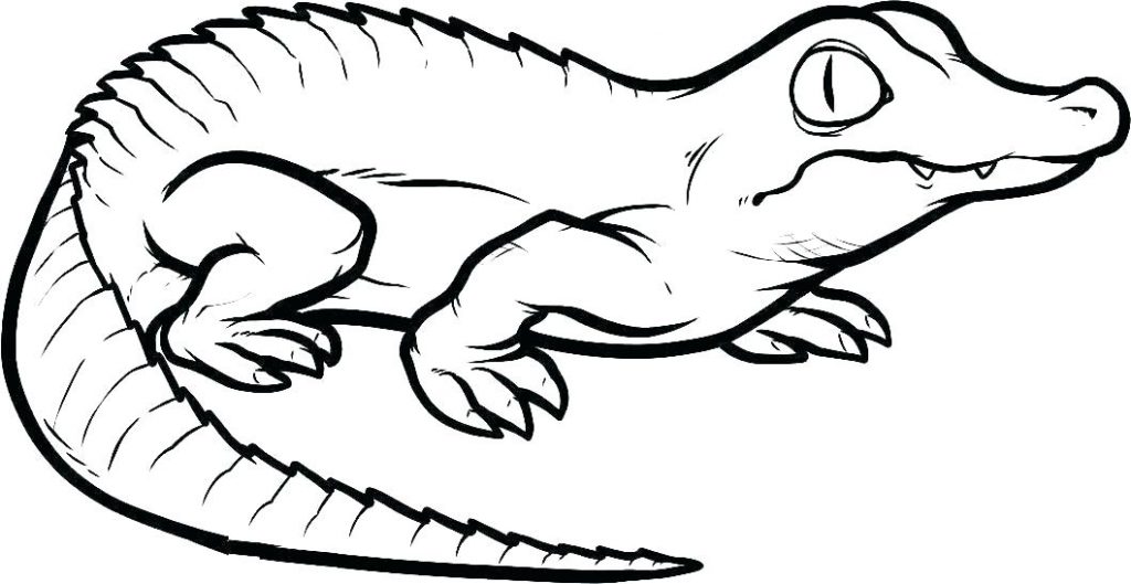 Baby Crocodile Reptile Coloring Page