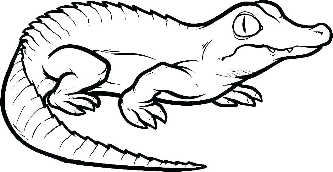 reptile coloring pages  best coloring pages for kids