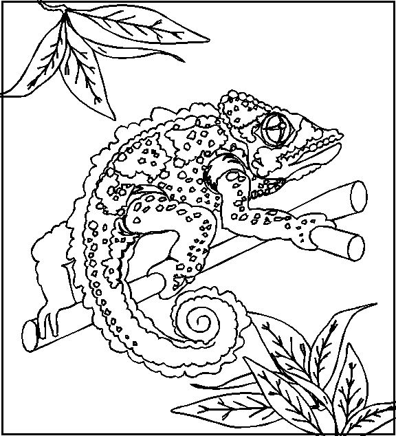 Reptile Coloring Pages - Best Coloring Pages For Kids