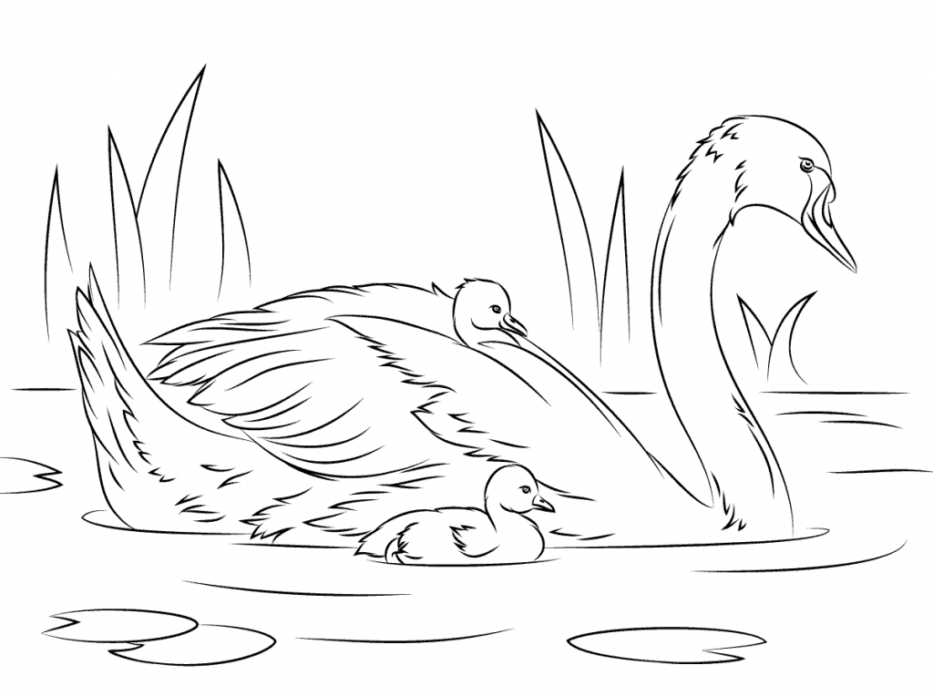 Mother And Baby Swans Coloring Page