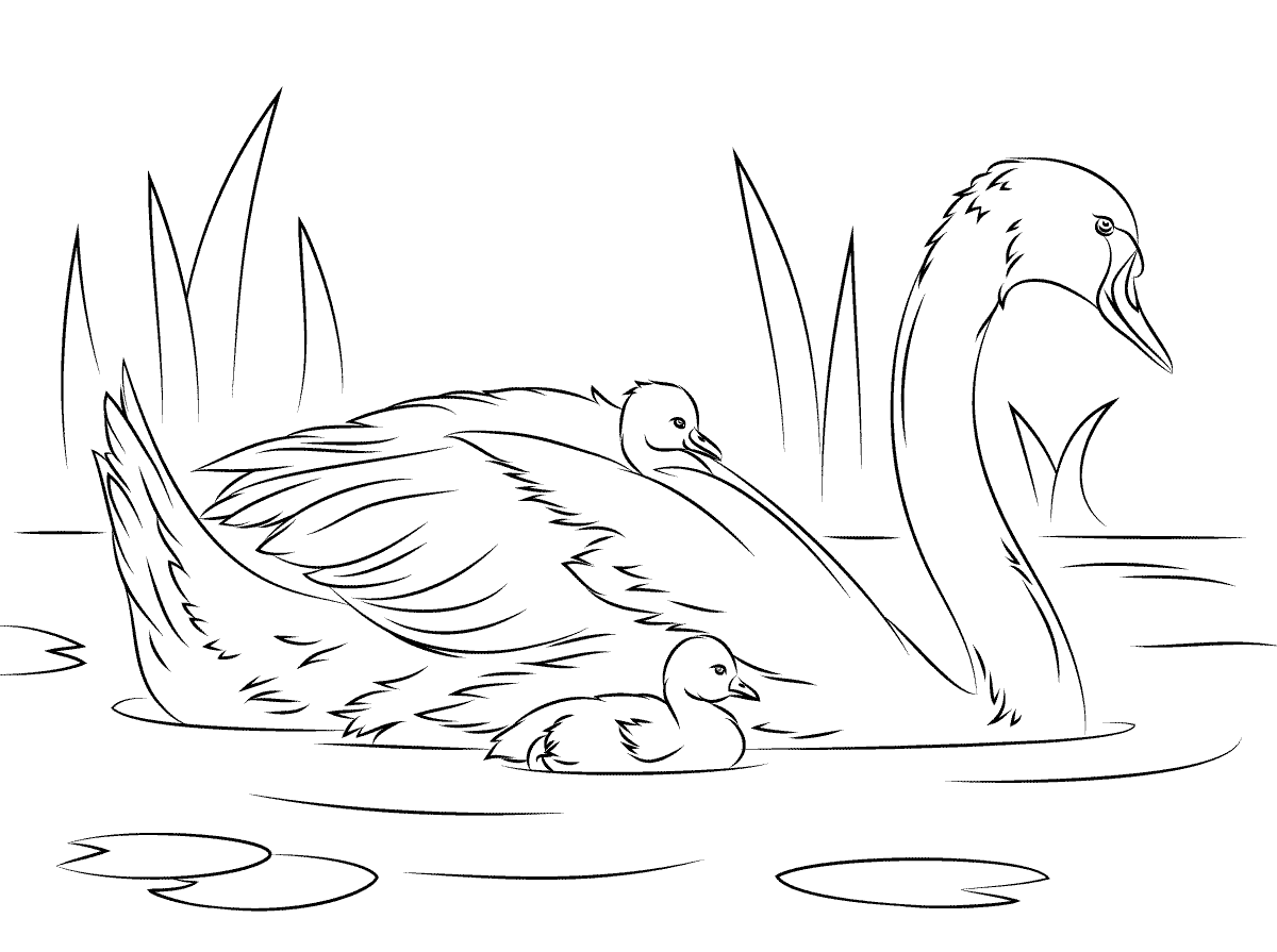 Swan Coloring Pages - Best Coloring Pages For Kids