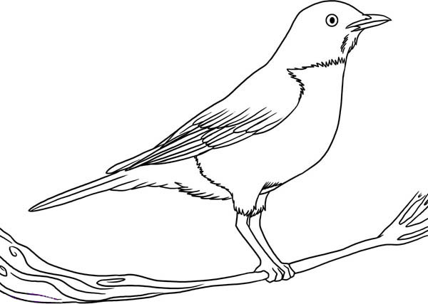 Perching Robin Bird Coloring Page