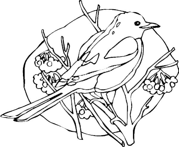 Robin Bird Perching On Twigs Coloring Page