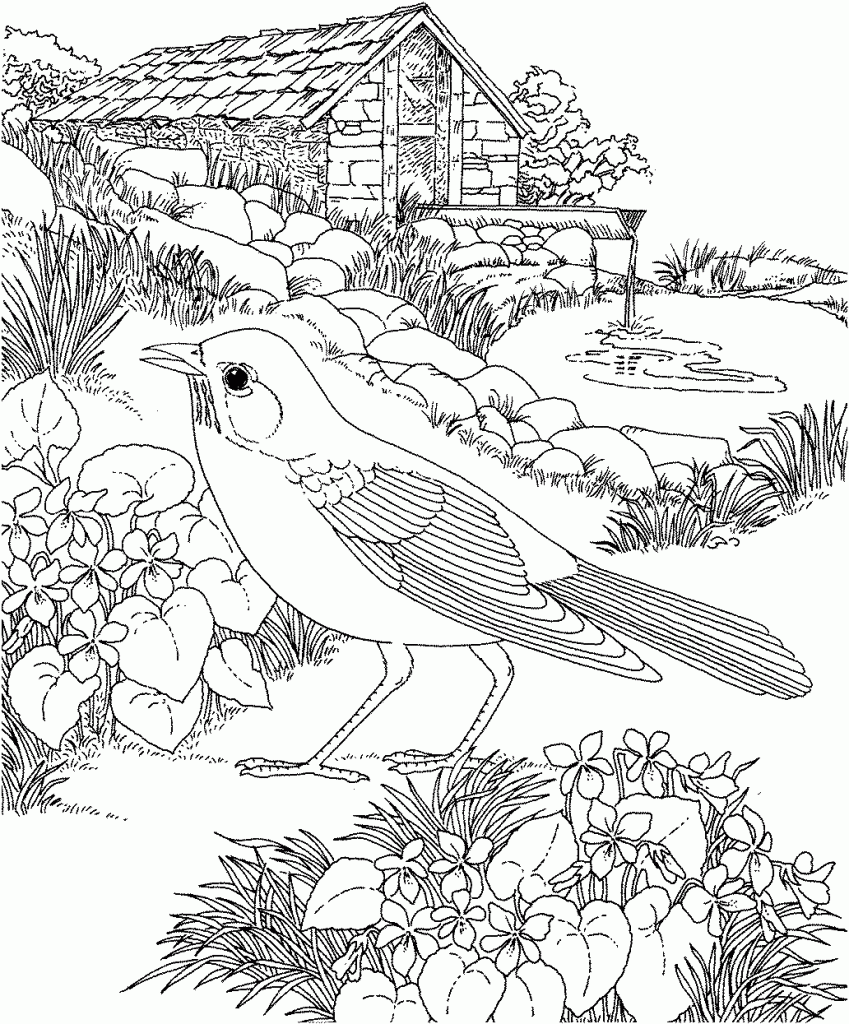 Robin Bird In Nature Scene Coloring Page