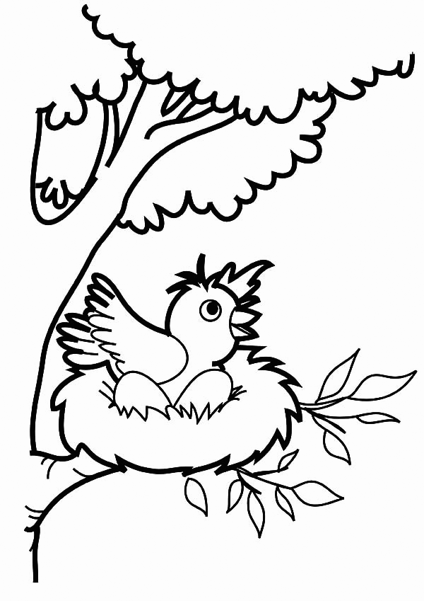 Robin Bird In Nest Coloring Page