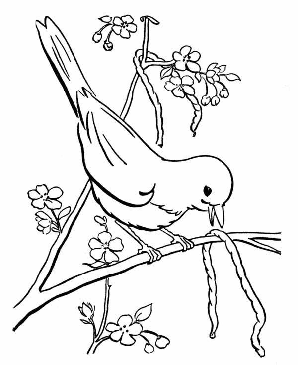 Robin Caught A Worm Coloring Page