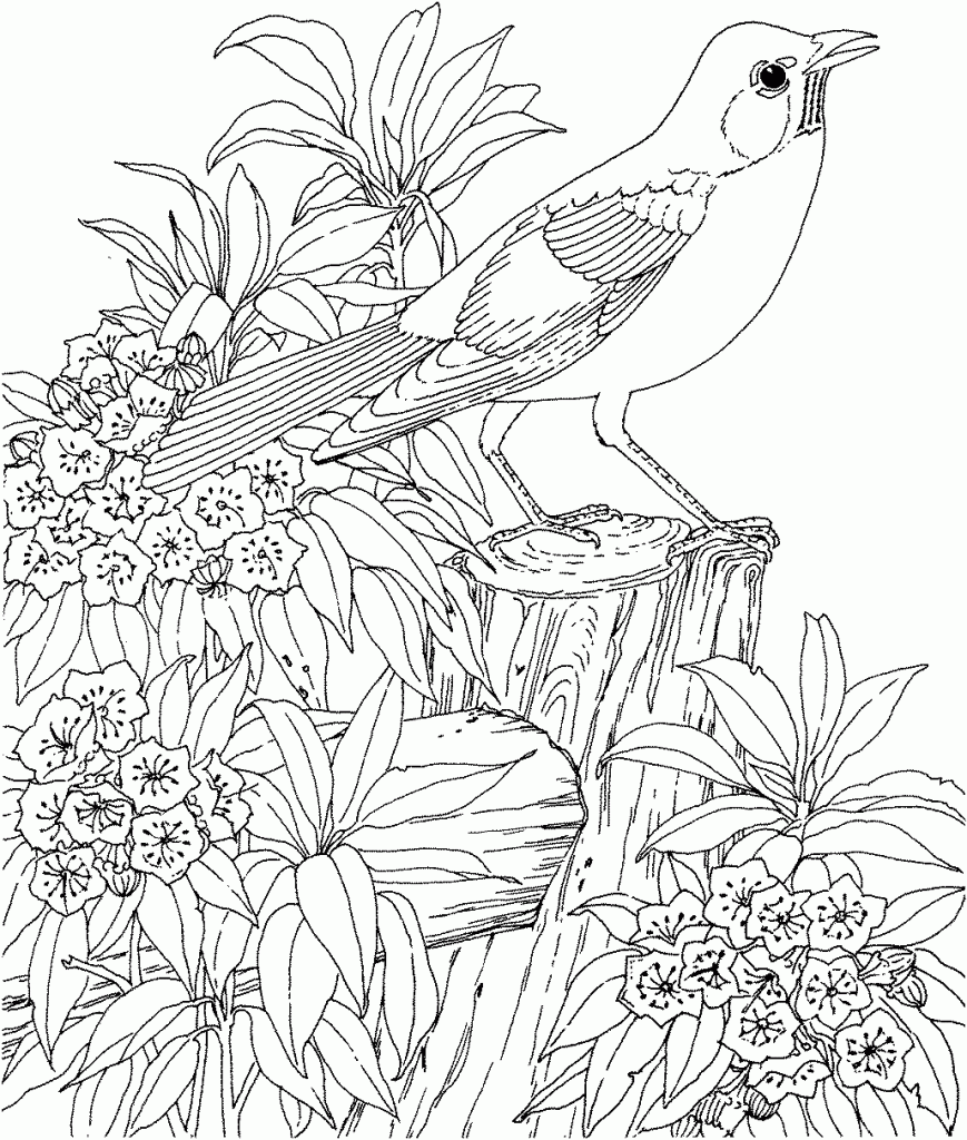 Robin In Outdoor Scene Coloring Page