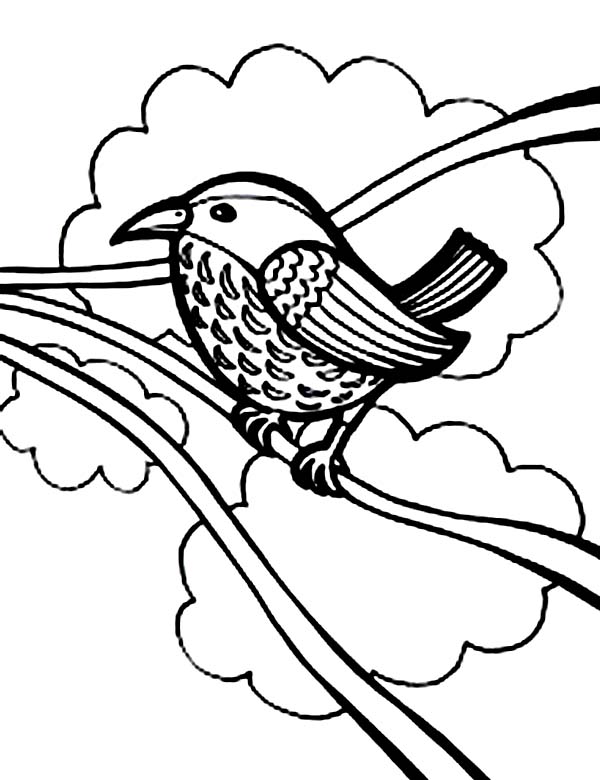 Robin Coloring Pages - Best Coloring Pages For Kids