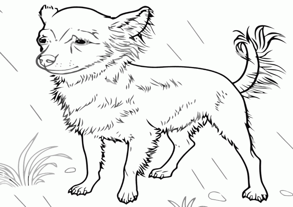 Shaggy Chihuahua Coloring Pages