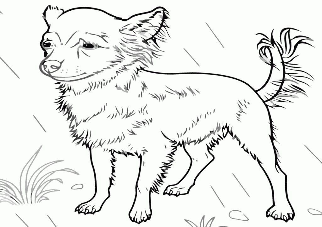 Chihuahua Coloring Pages - Best Coloring Pages For Kids