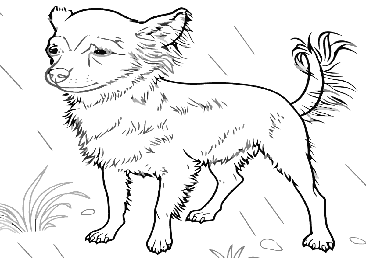Adult Coloring Pages Chihuahua Coloring Pages