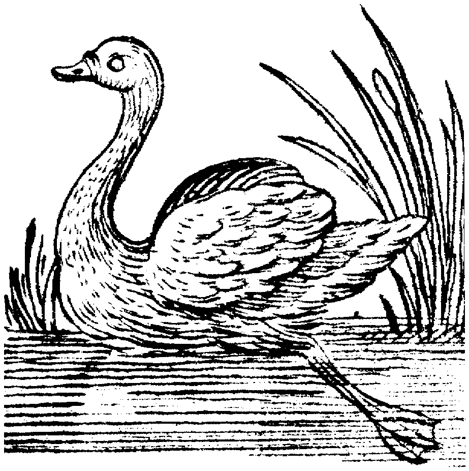 Swan Swimming Coloring Page