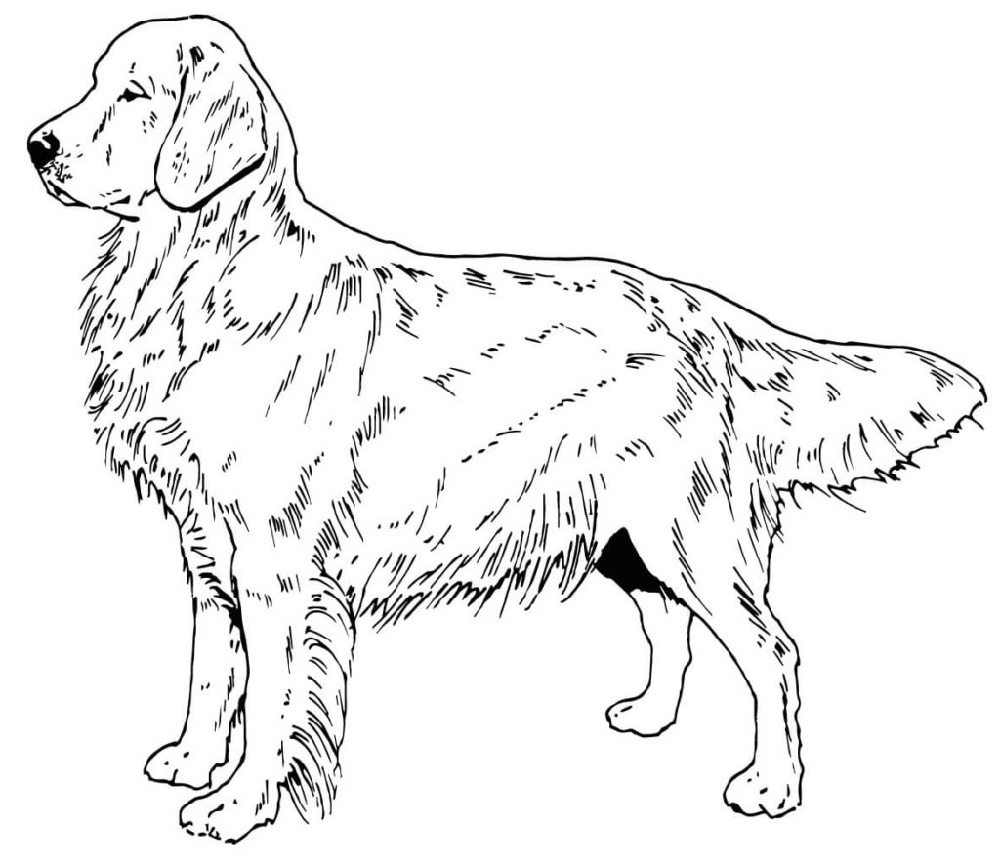 Golden Retriever Coloring Pages - Best Coloring Pages For Kids