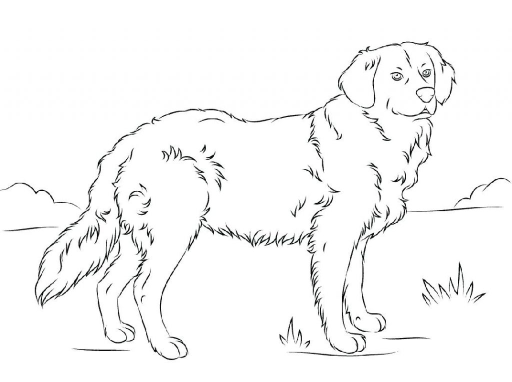 Adult Golden Retriever Scene Coloring Page