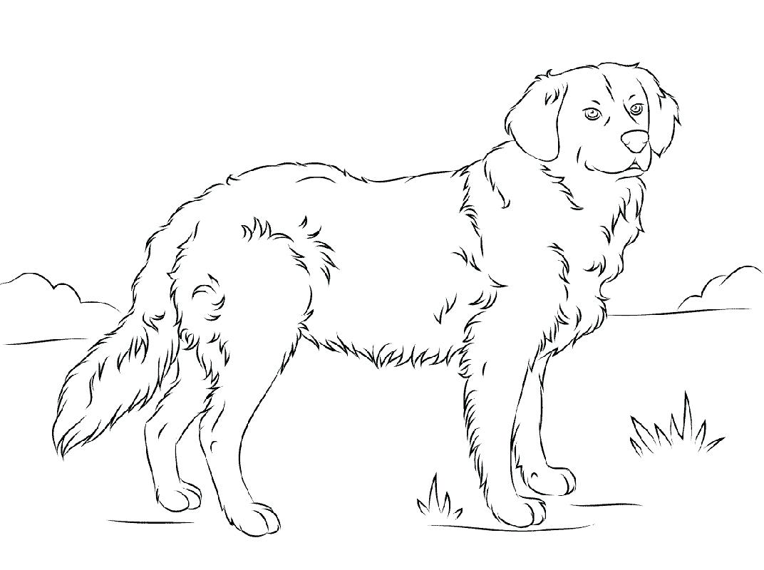 Golden Retriever Puppy Coloring Pages Printable Retriver Clipartmag 